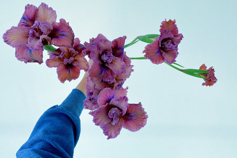MAY FLOWERS