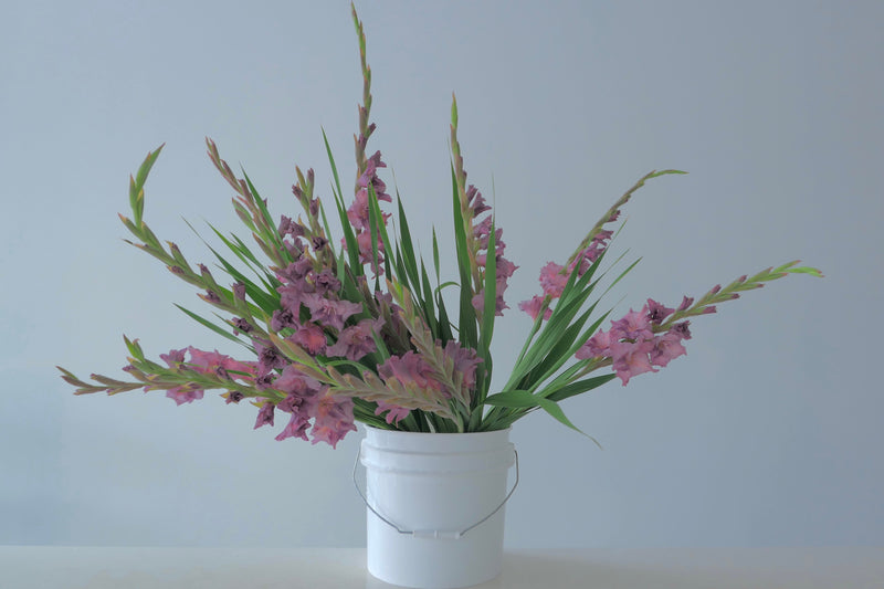 The Local Gladiolus