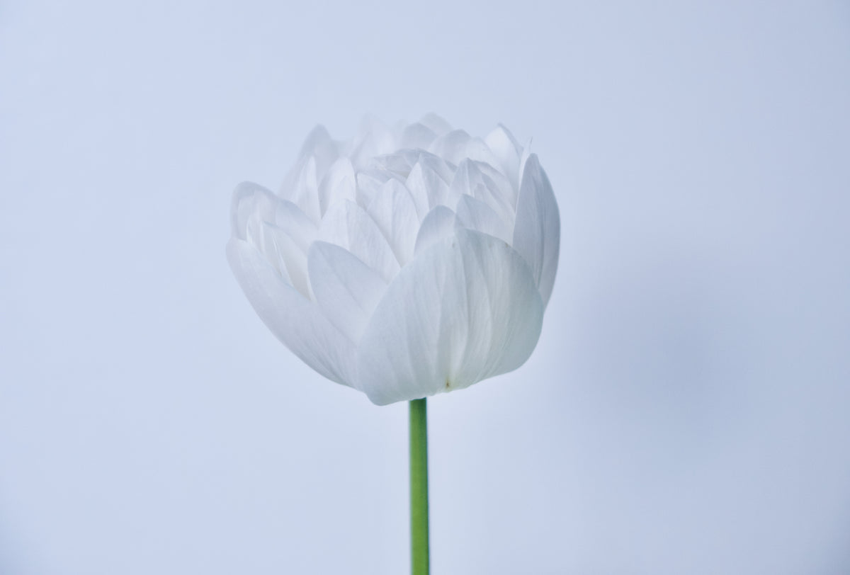 Anemone planters | Portland Flower Delivery