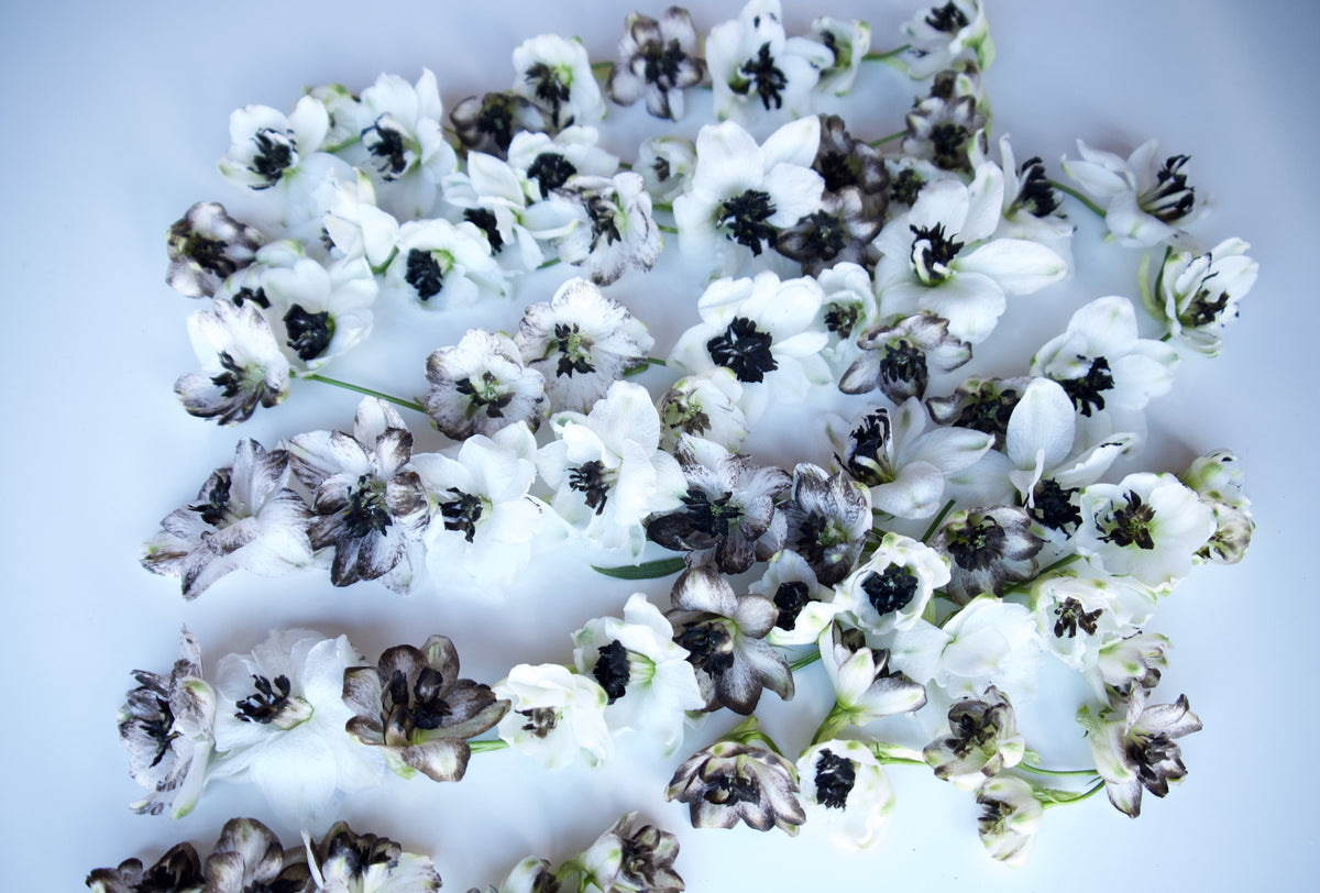 White delphinium. Portland florist delivery. Fieldwork Flowers.