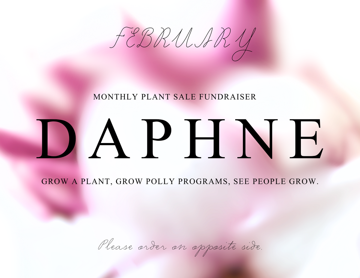 DAPHNE ‘PERFUME PRINCESS’