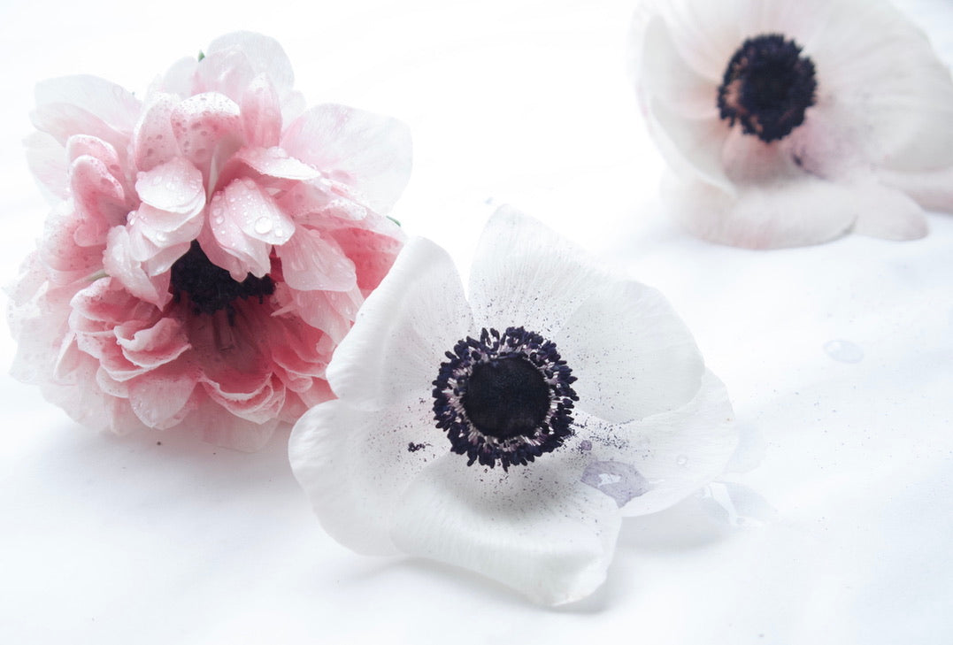 ANEMONES / PER BUNCH