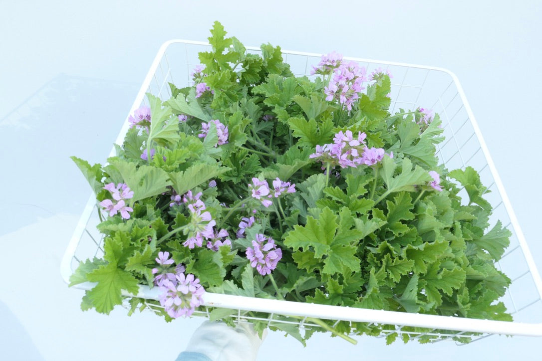 ROSE GERANIUM / PER BUNCH