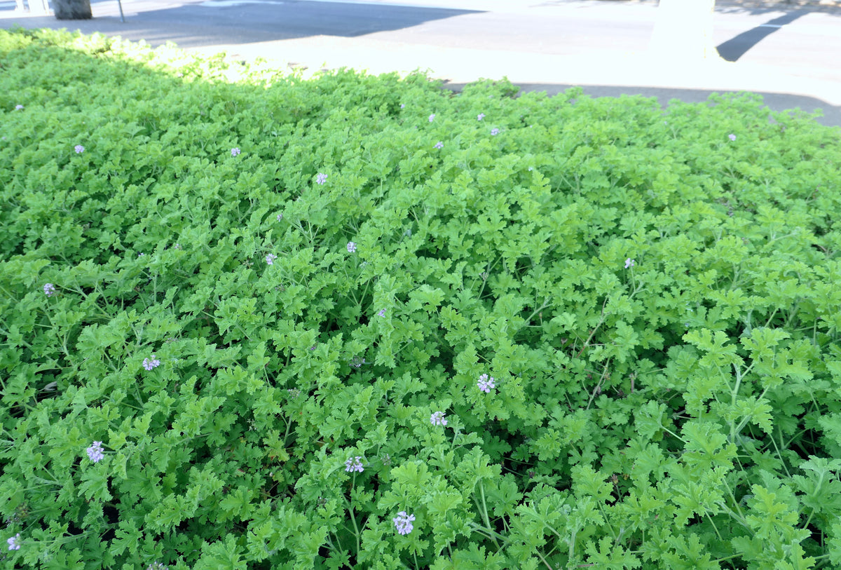 ROSE GERANIUM / PER BUNCH