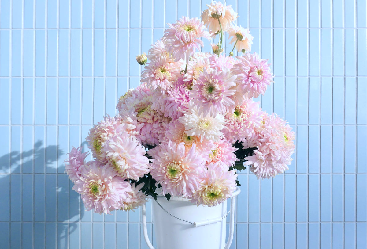 MUMS / PER BUNCH