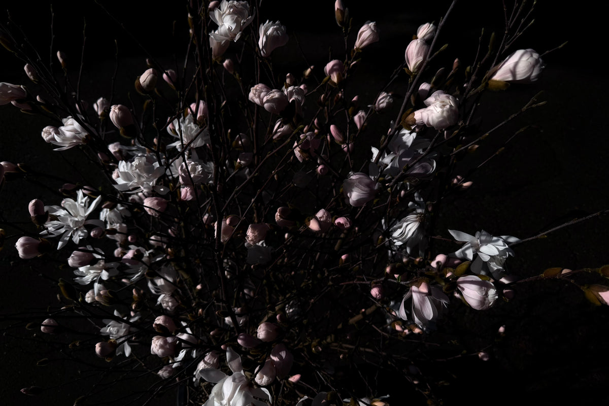 MAGNOLIA
