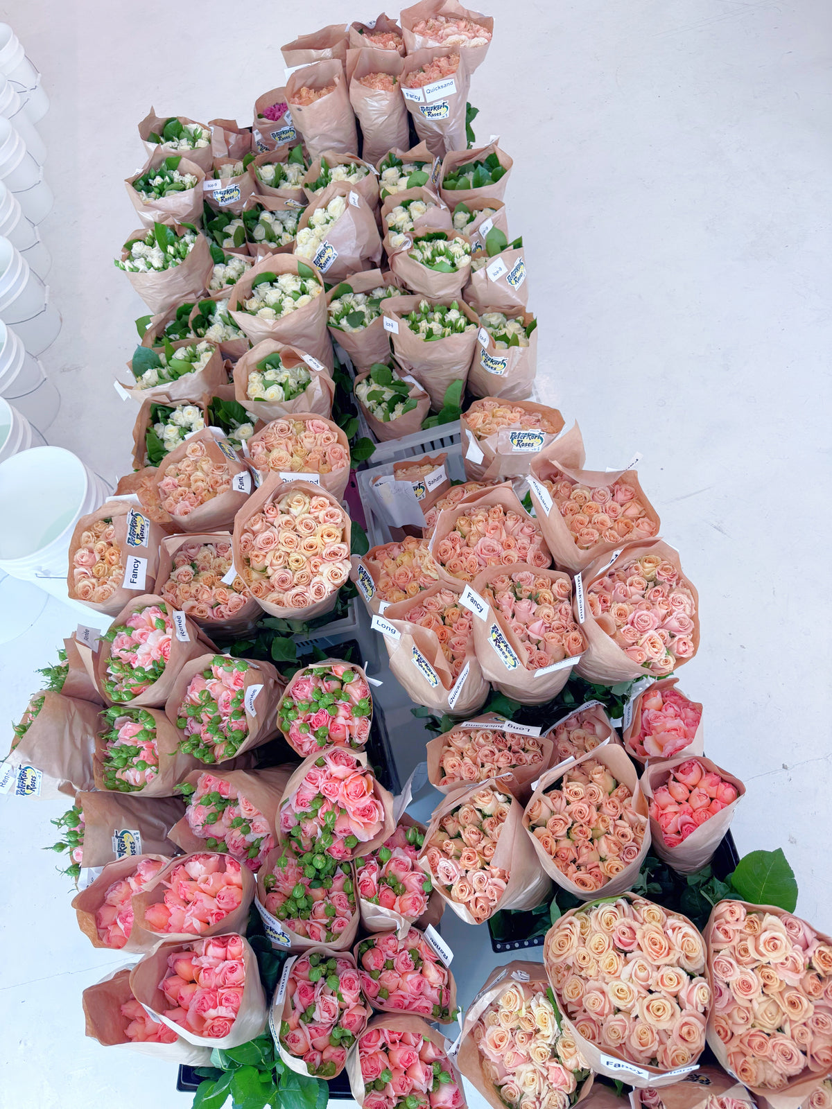 GARDEN ROSES / PER BUNCH