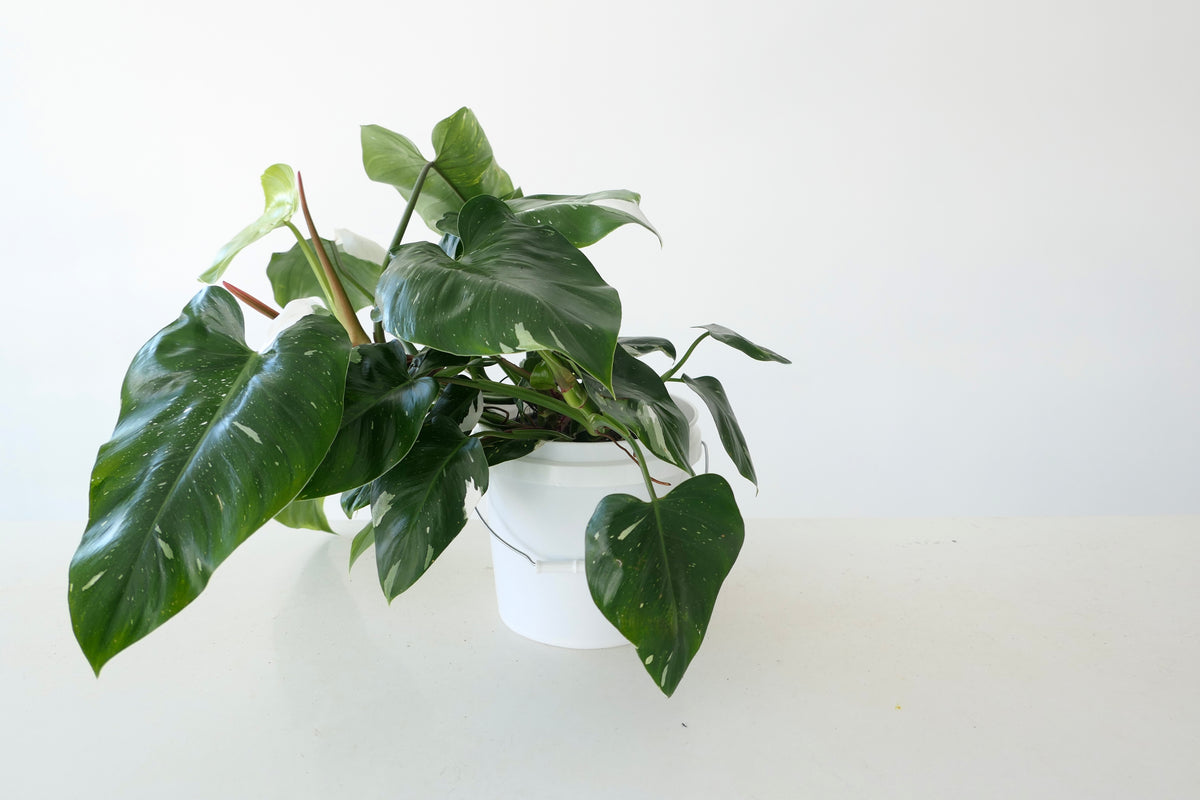 PHILODENDRON ‘WHITE WIZARD’