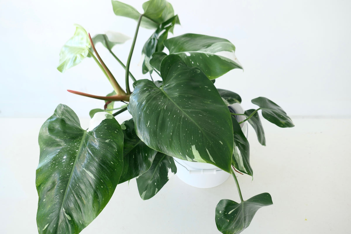 PHILODENDRON ‘WHITE WIZARD’