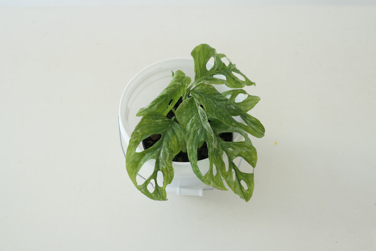 MONSTERA ADANSONII ‘MINT’