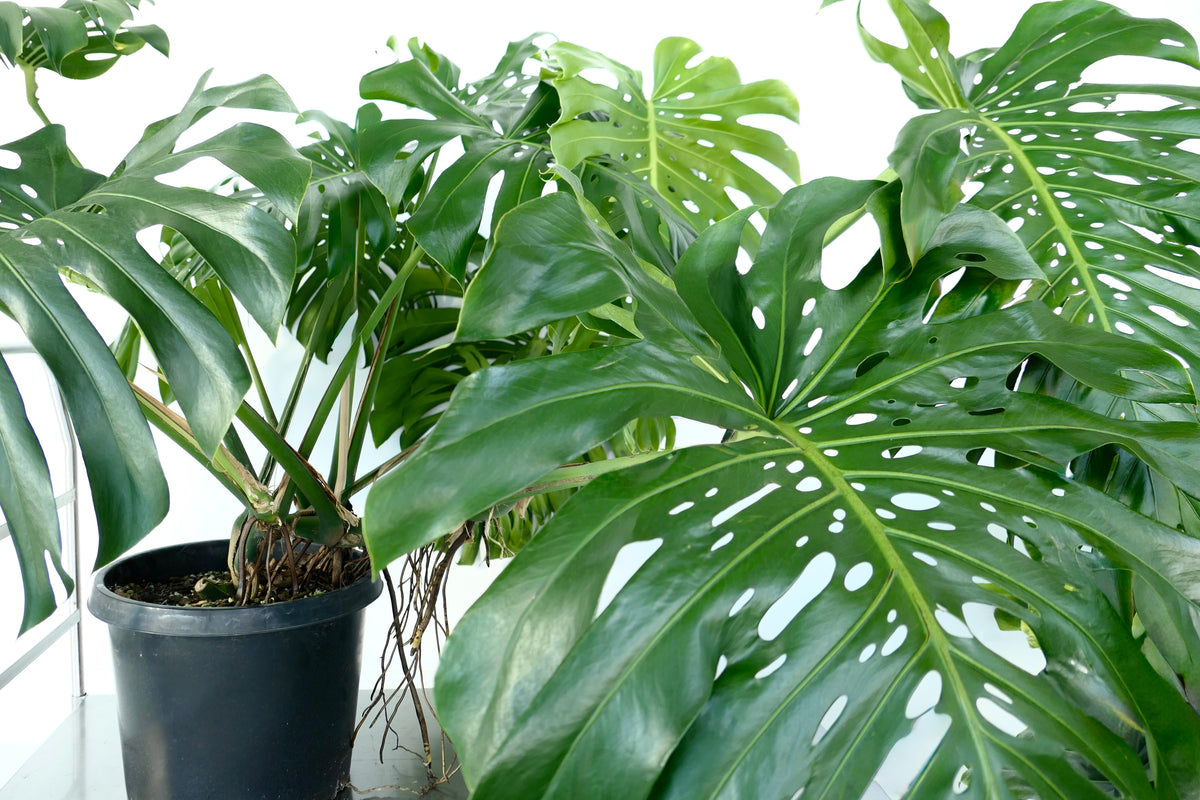 MONSTERA DELICIOSA