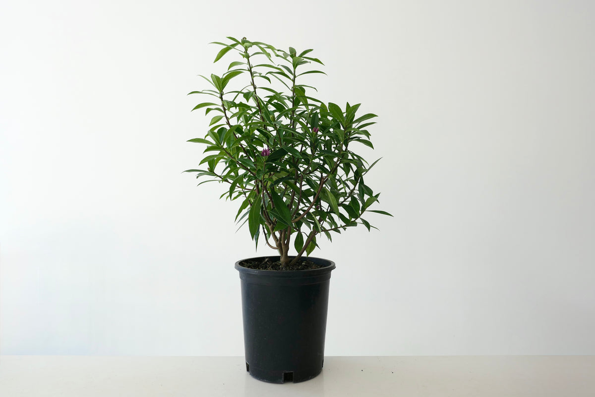 Daphne “Perfume Princess’