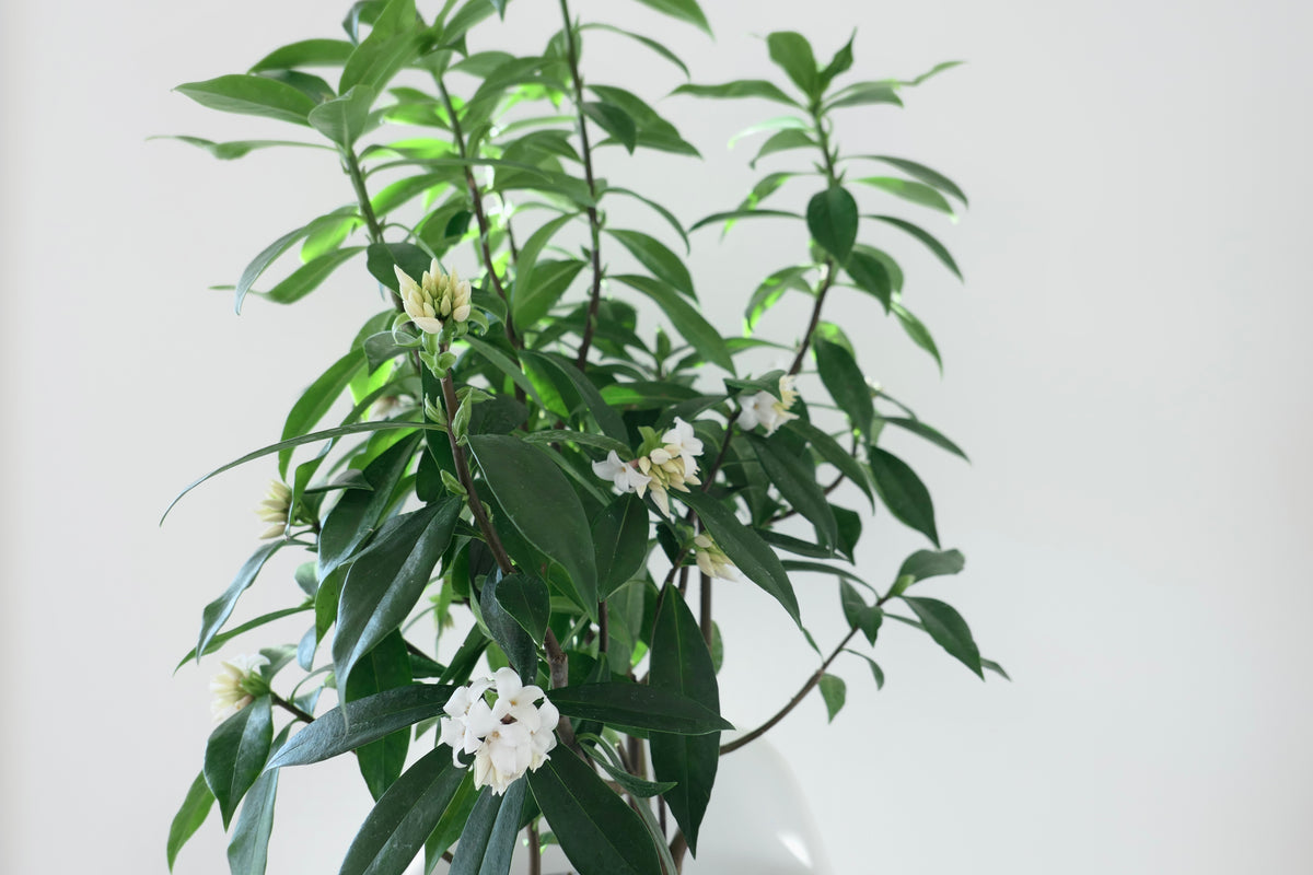 Daphne “Perfume Princess’