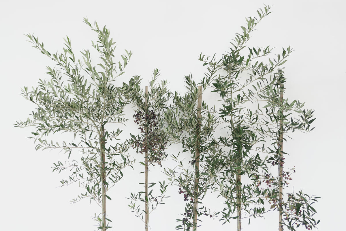 OLIVE TREE