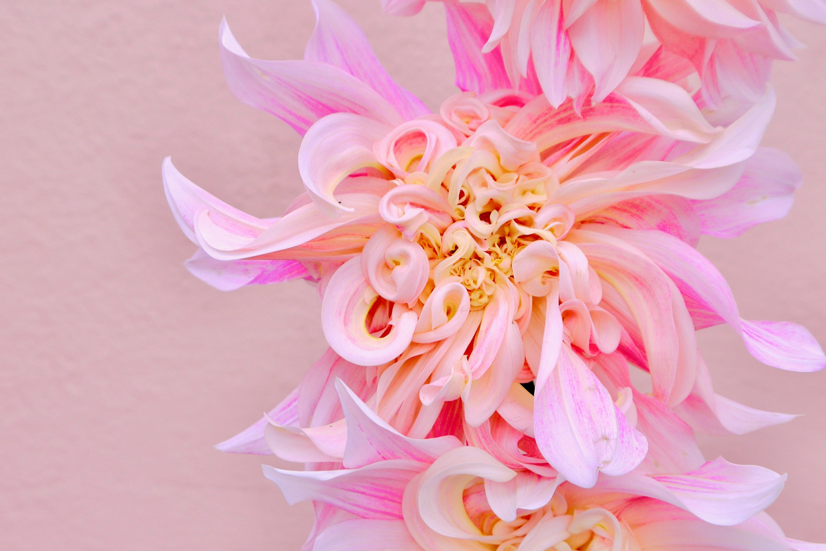 DAHLIAS / PER BUNCH
