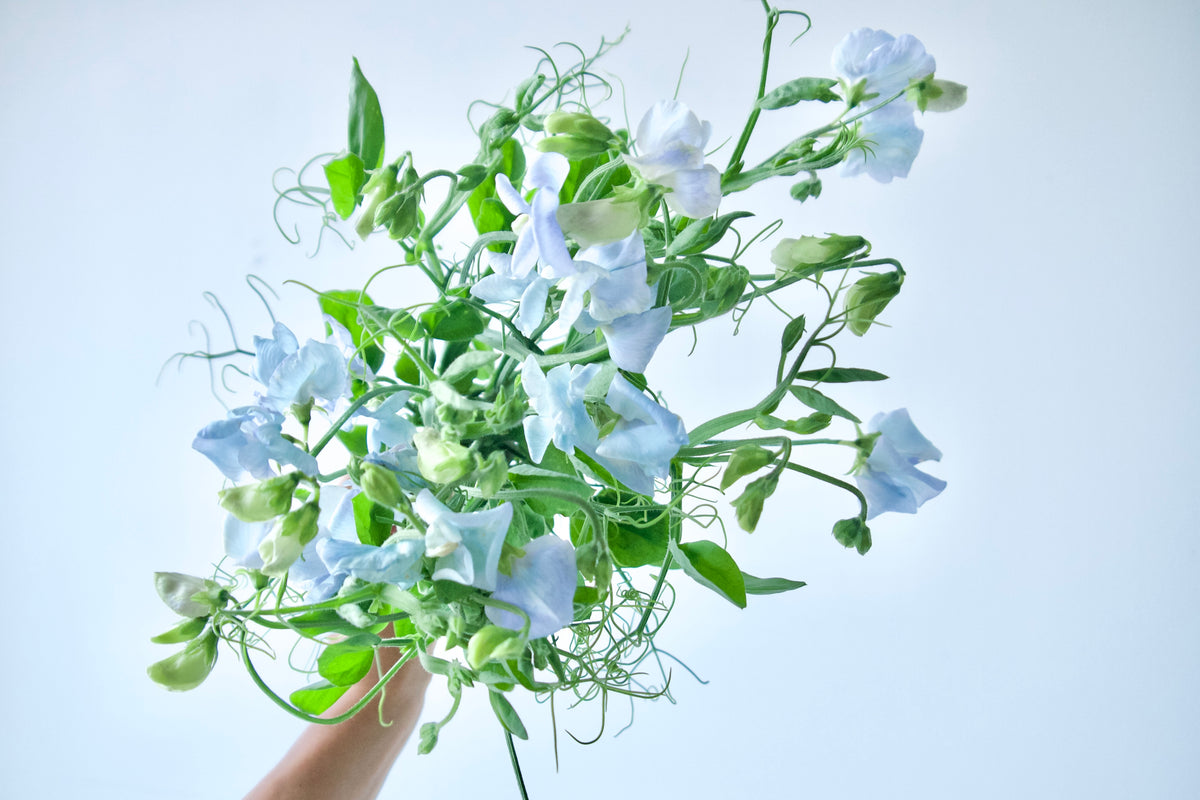 SWEET PEAS / PER BUNCH