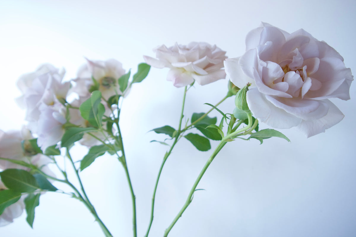 BUD VASE