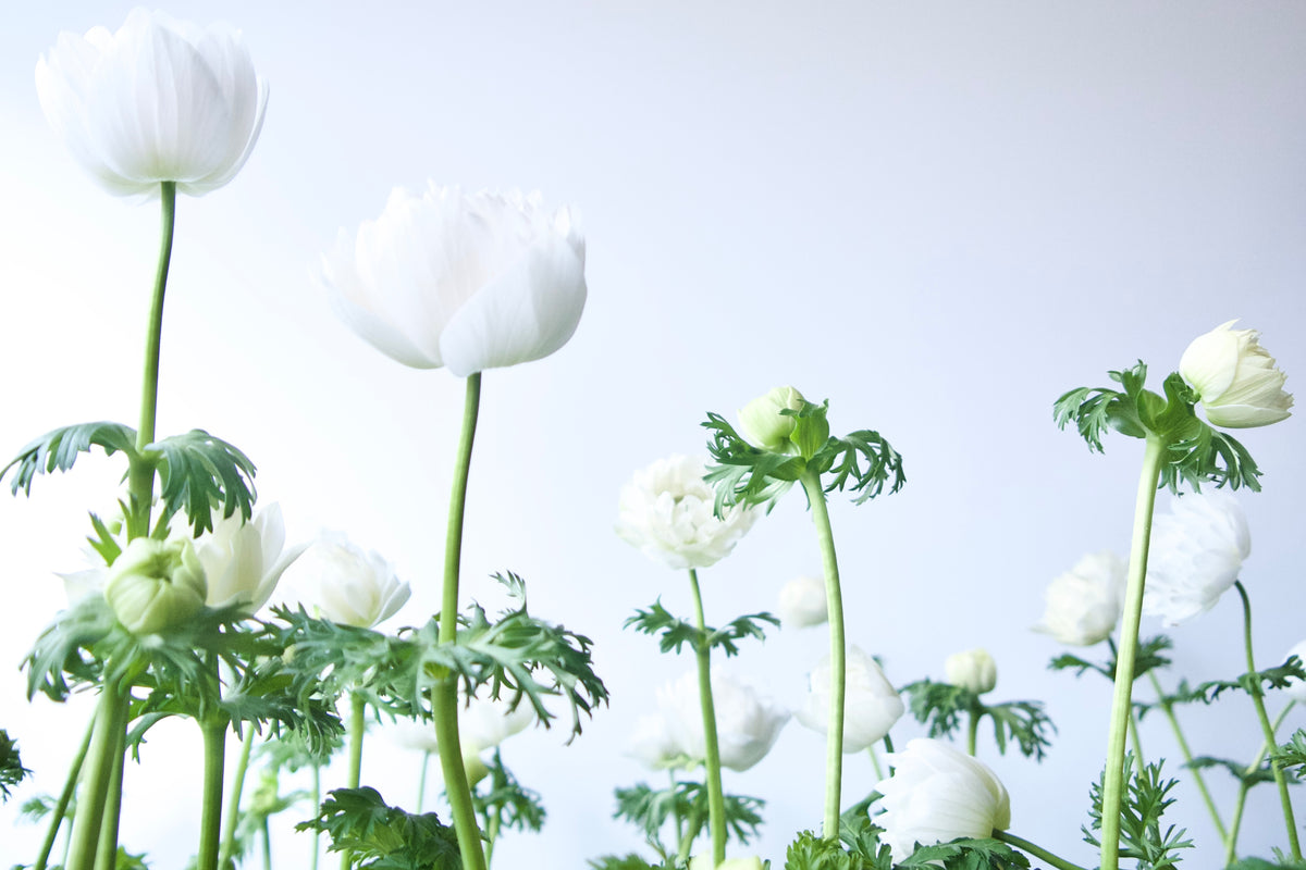 ANEMONES / PER POT