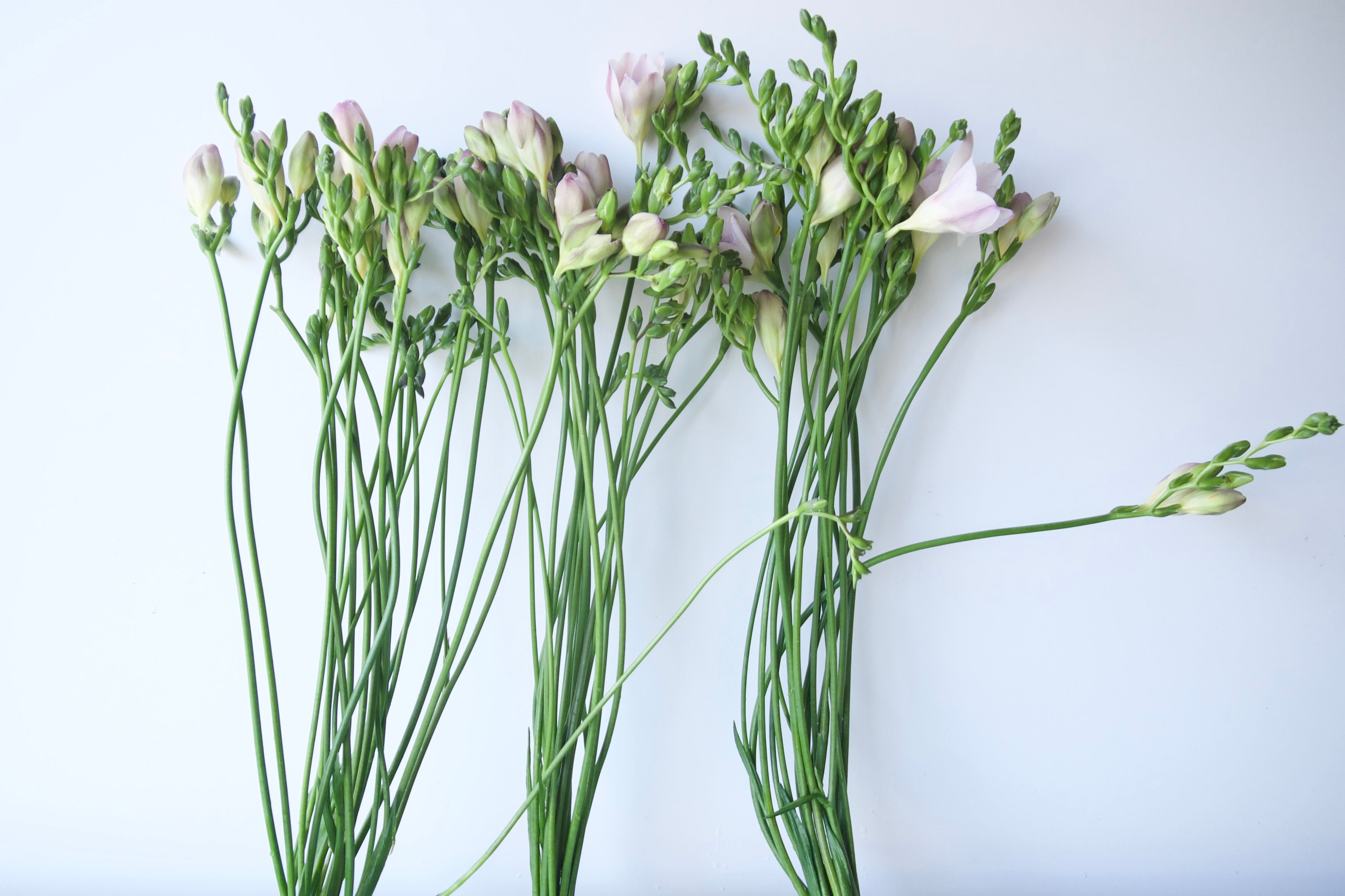 FREESIA / PER BUNCH