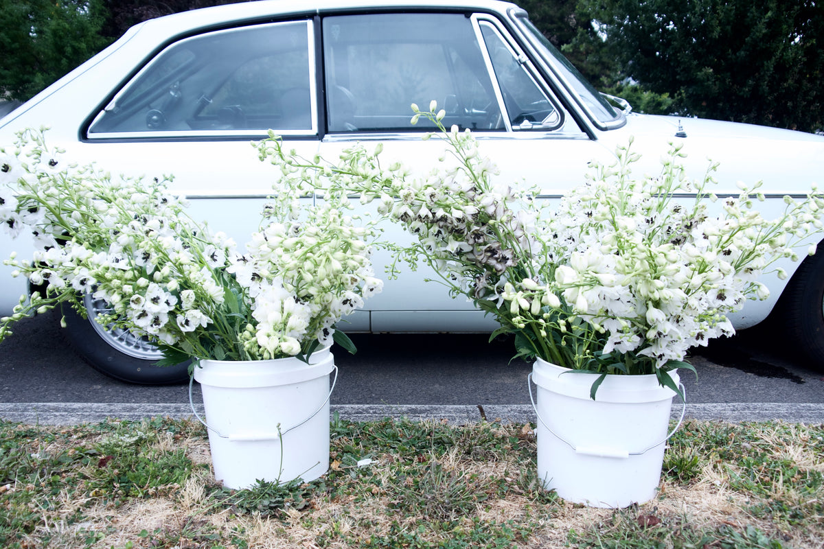 DELPHINIUM / PER BUNCH