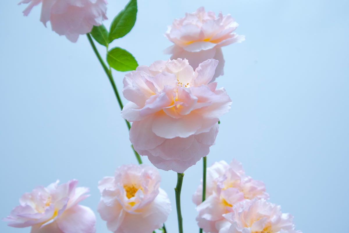 GARDEN ROSES / PER BUNCH