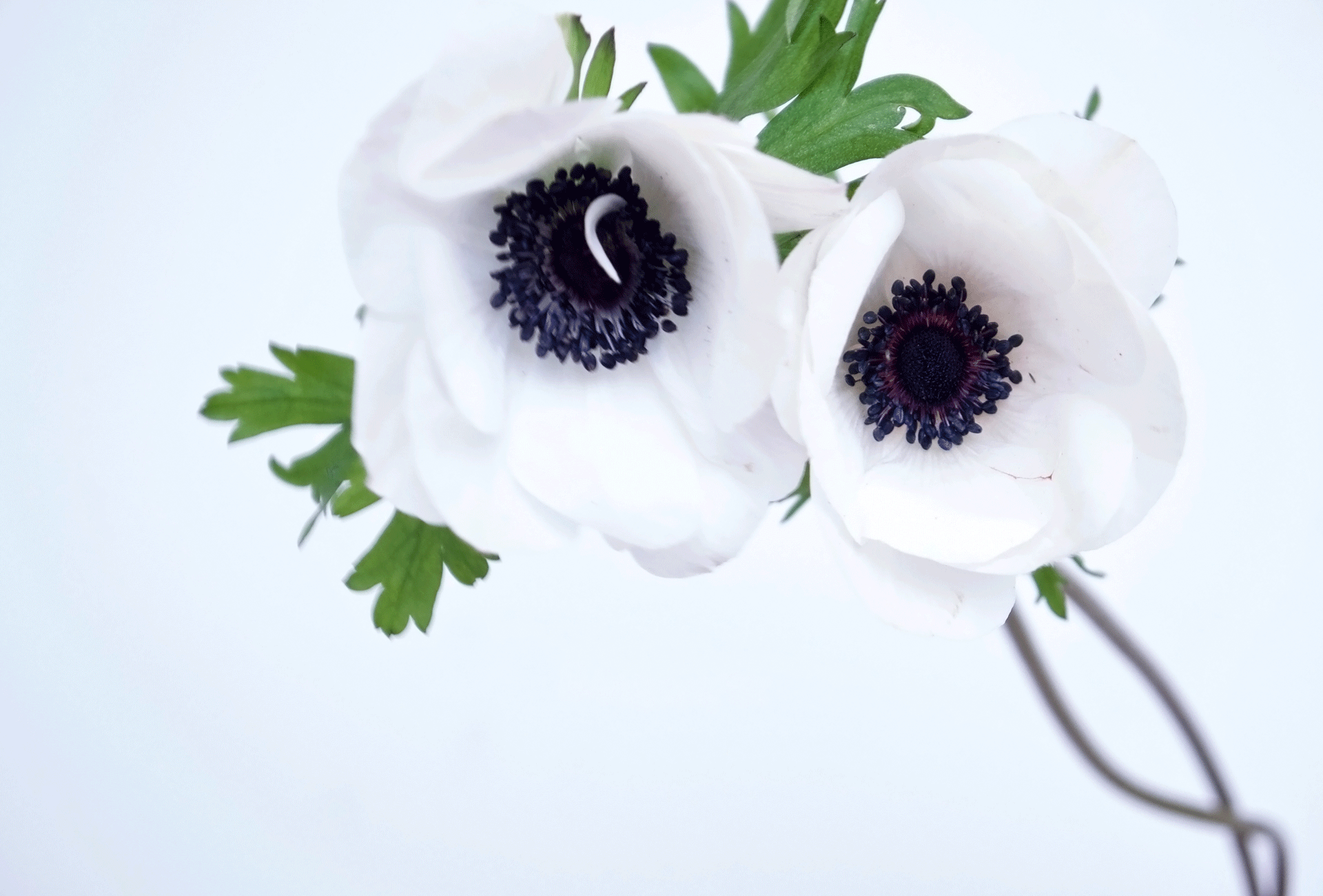 ANEMONES / PER BUNCH