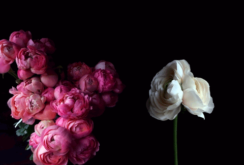 BUTTERFLY RANUNCULUS / PER BUNCH