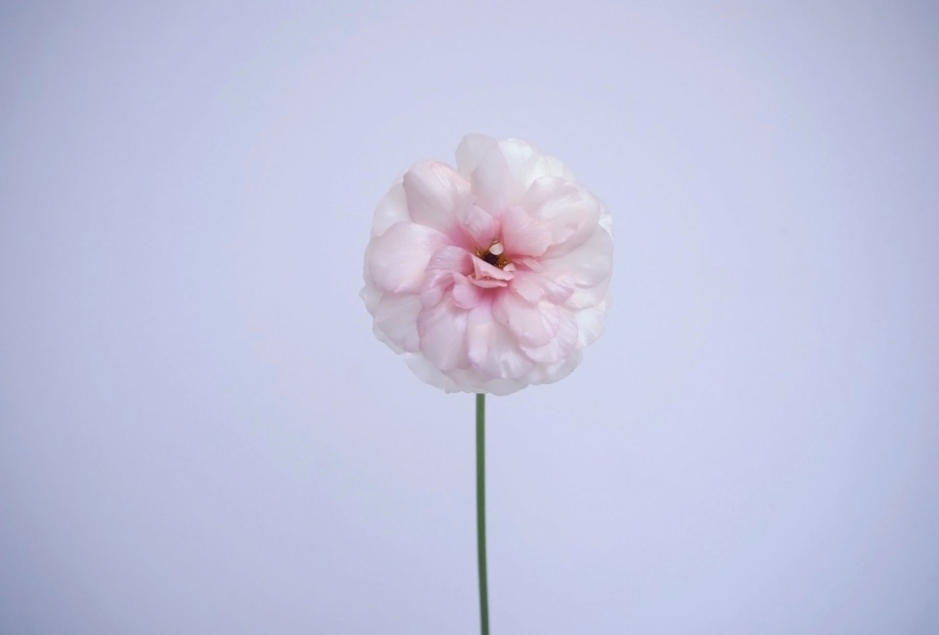 RANUNCULUS / PER BUNCH
