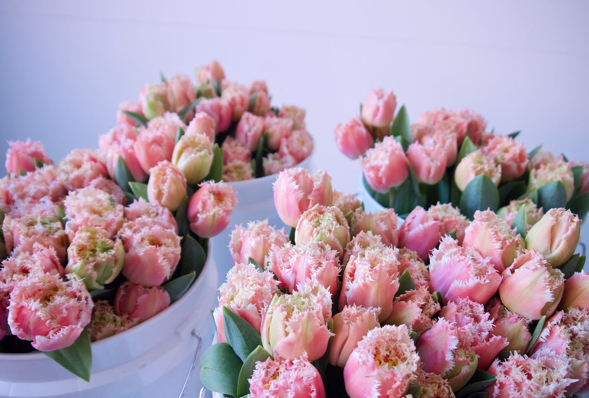 Tulips. Fieldwork-style Flowers | Send Flowers Vancouver WA., Portland, OR., Nationwide.