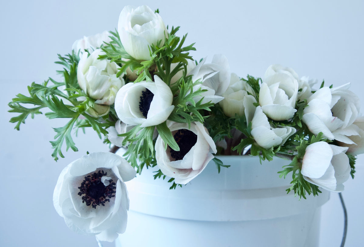 ANEMONES / PER BUNCH