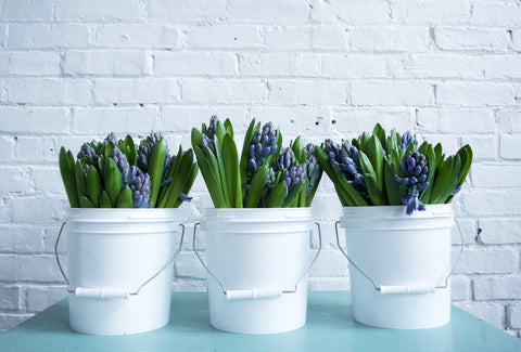 ANEMONES / PER BUNCH