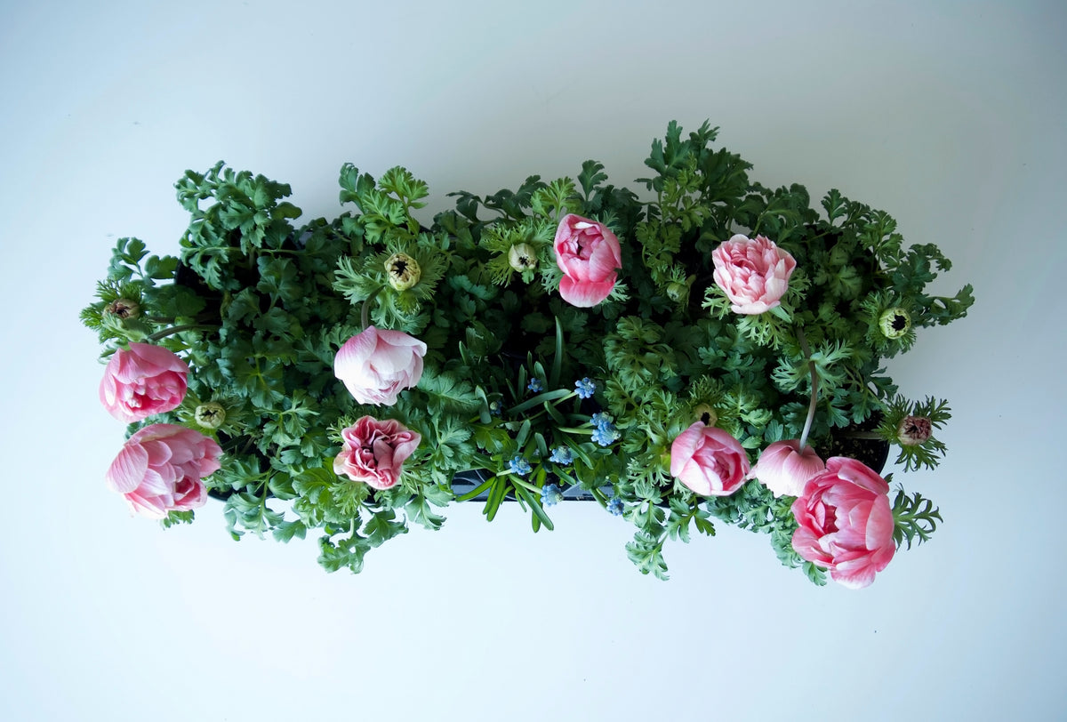 ANEMONES / PER POT
