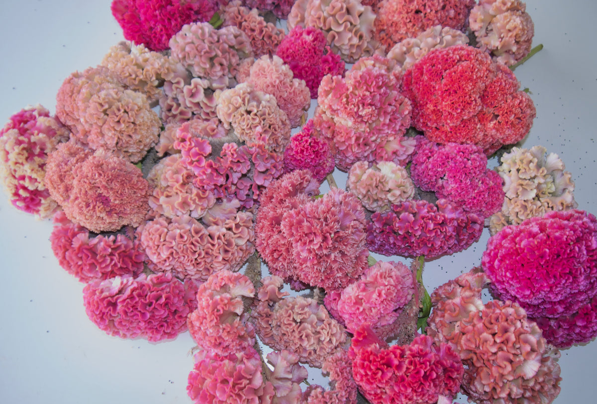 COXCOMB WREATH