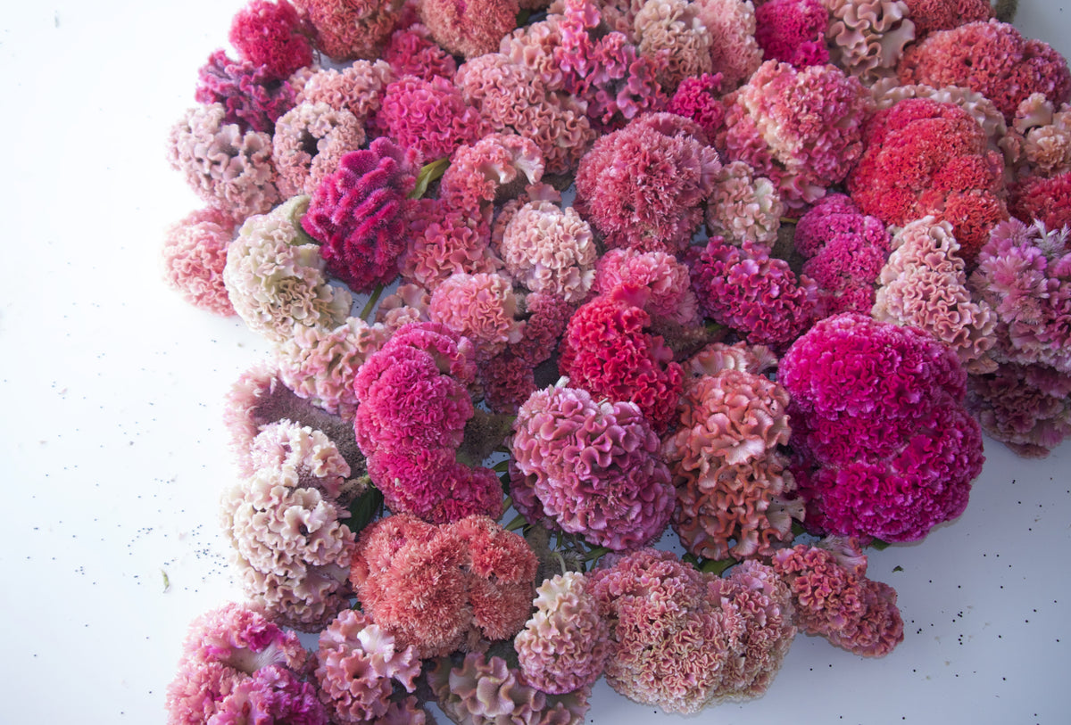 COXCOMB WREATH