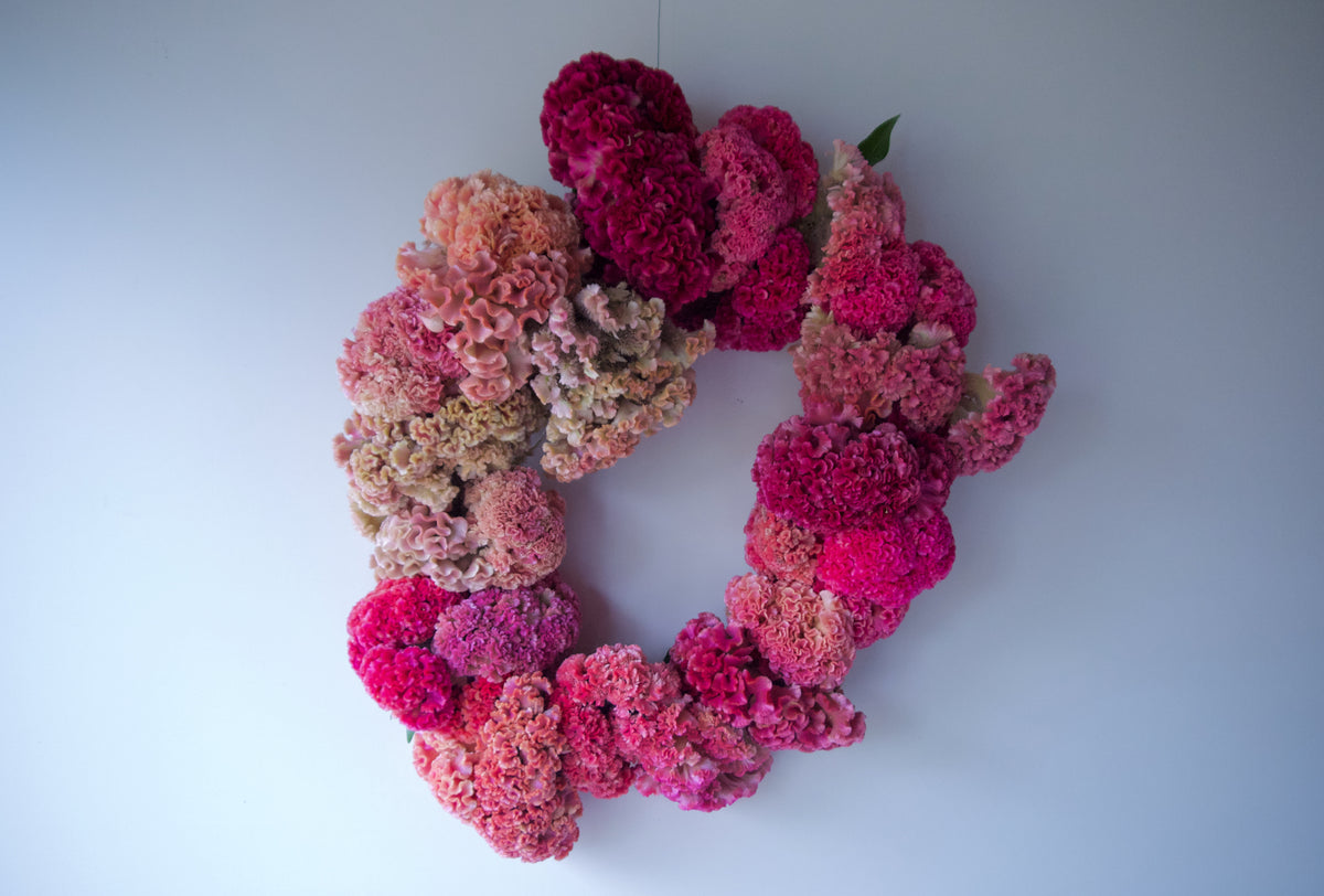 COXCOMB WREATH