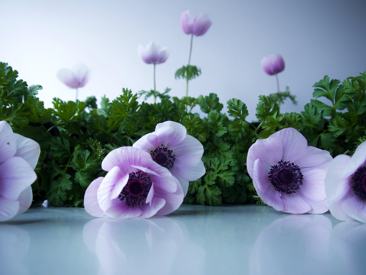 ANEMONES / PER POT