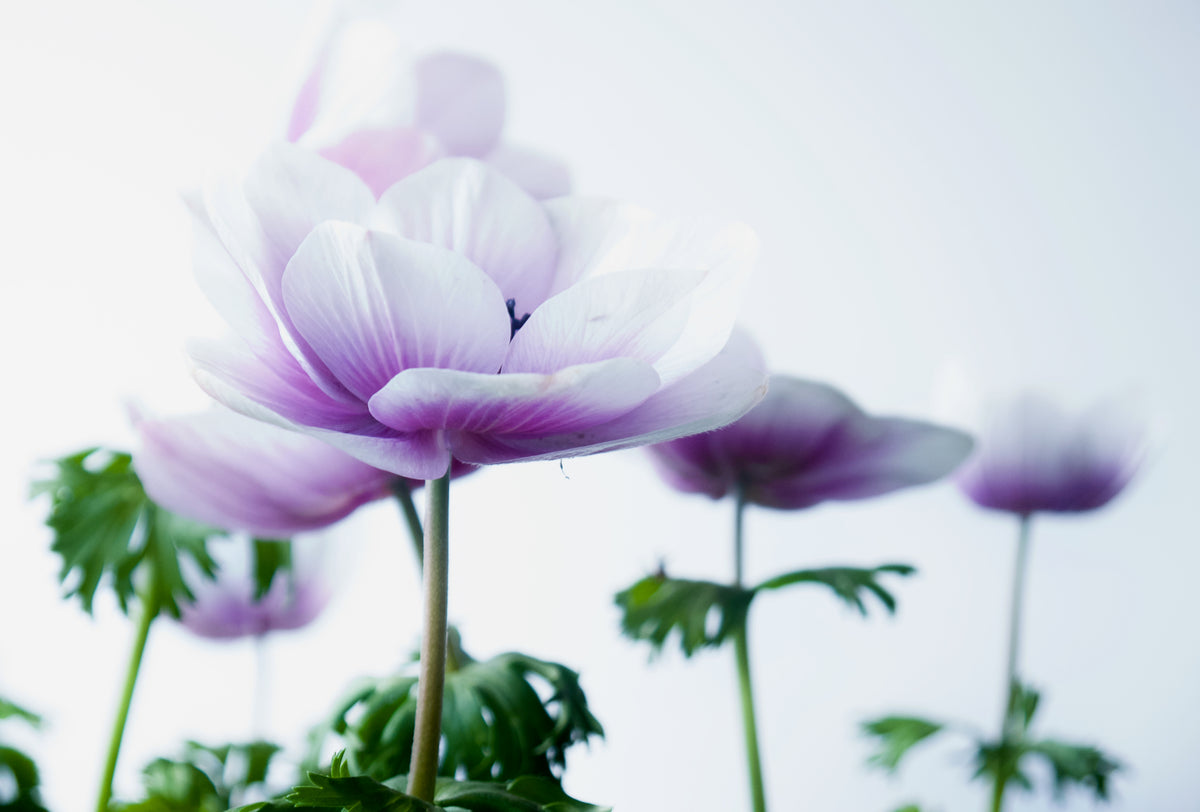 ANEMONES / PER POT