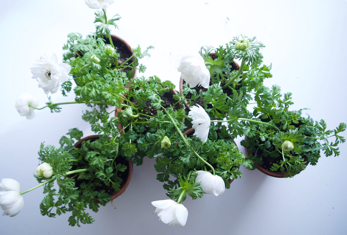PLANT IN VINTAGE TC