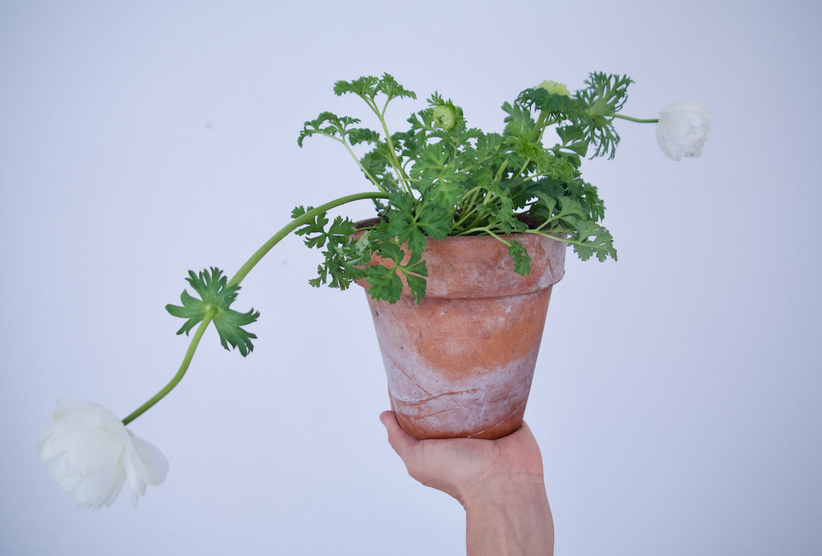 PLANT IN VINTAGE TC