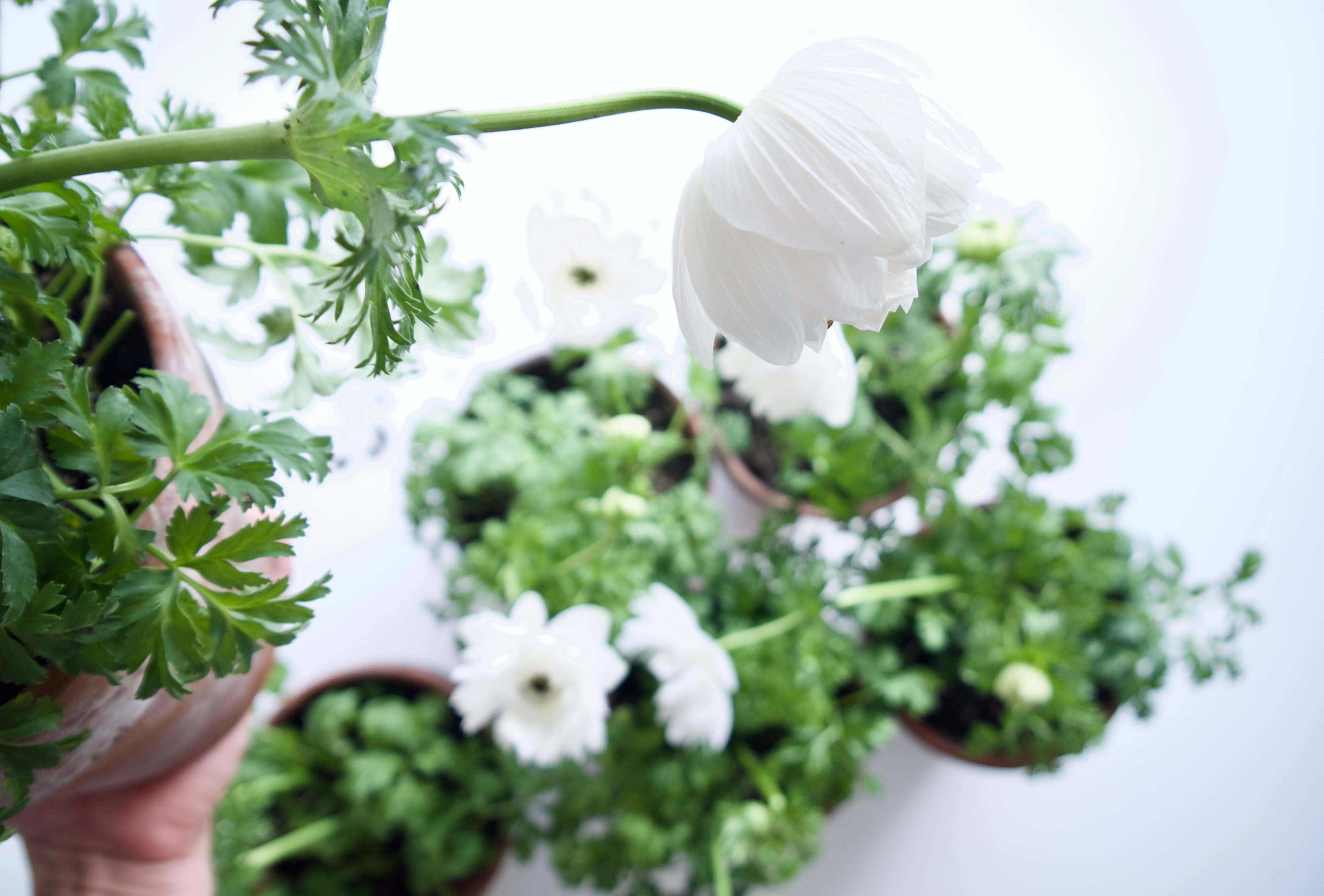 PLANT IN VINTAGE TC