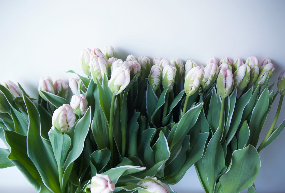 Tulips. Fieldwork-style Flowers | Send Flowers Vancouver WA., Portland, OR., Nationwide.