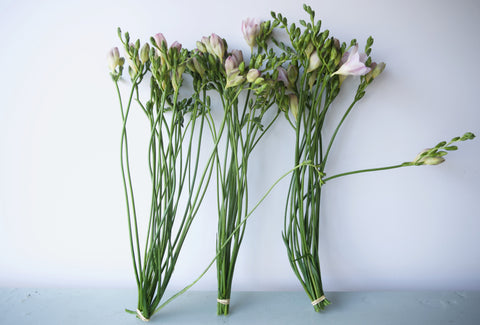 BULK FLOWERS + ONLINE TUTORIAL