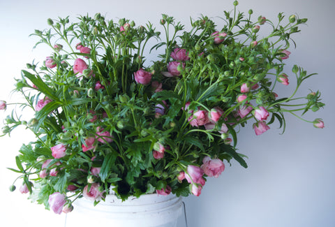 RANUNCULUS / PER BUNCH