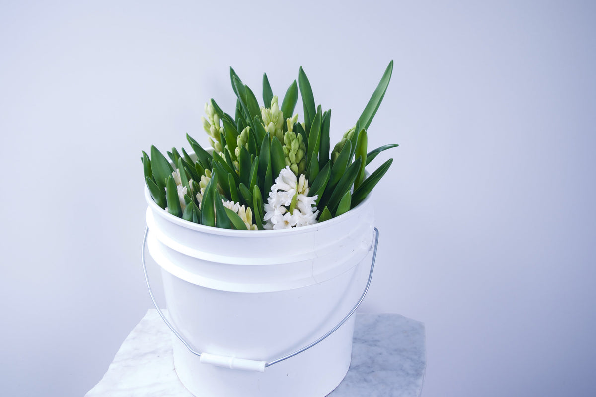 Hyacinth. Same day flower delivery Vancouver Washington and Portland Oregon. Best flower delivery Fieldwork flowers.