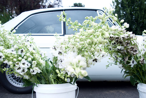 BUTTERFLY RANUNCULUS / PER BUNCH