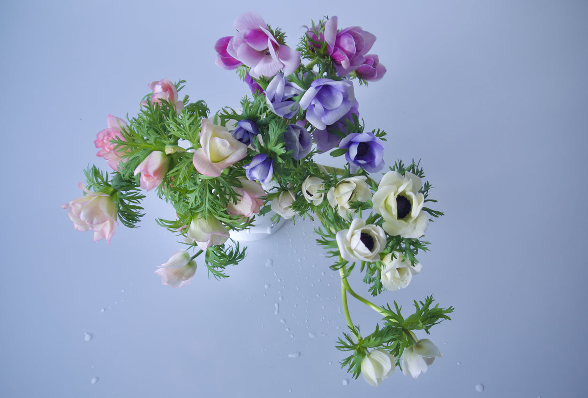 ANEMONES / PER BUNCH