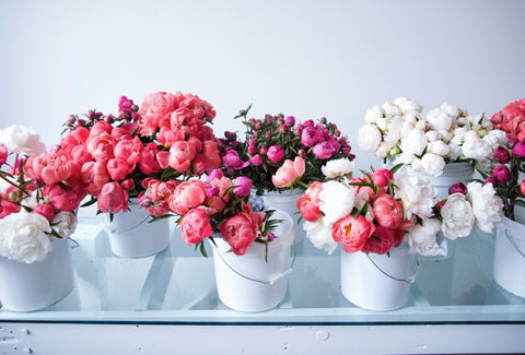 FREESIA / PER BUNCH