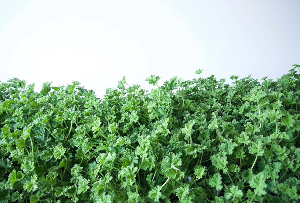 SCENTED GERANIUM / PER POT