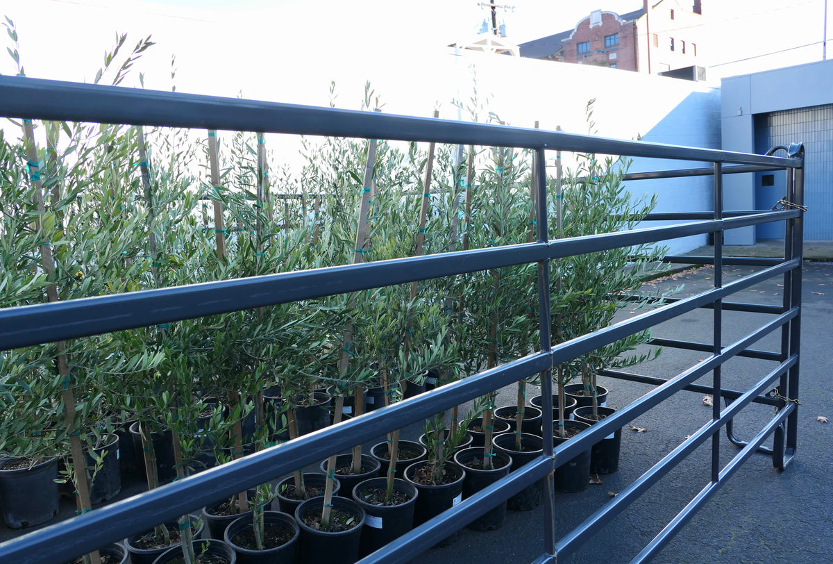 Send Olive plants at Fieldwork Flowers near Portland Oregon in Vancouver Washington