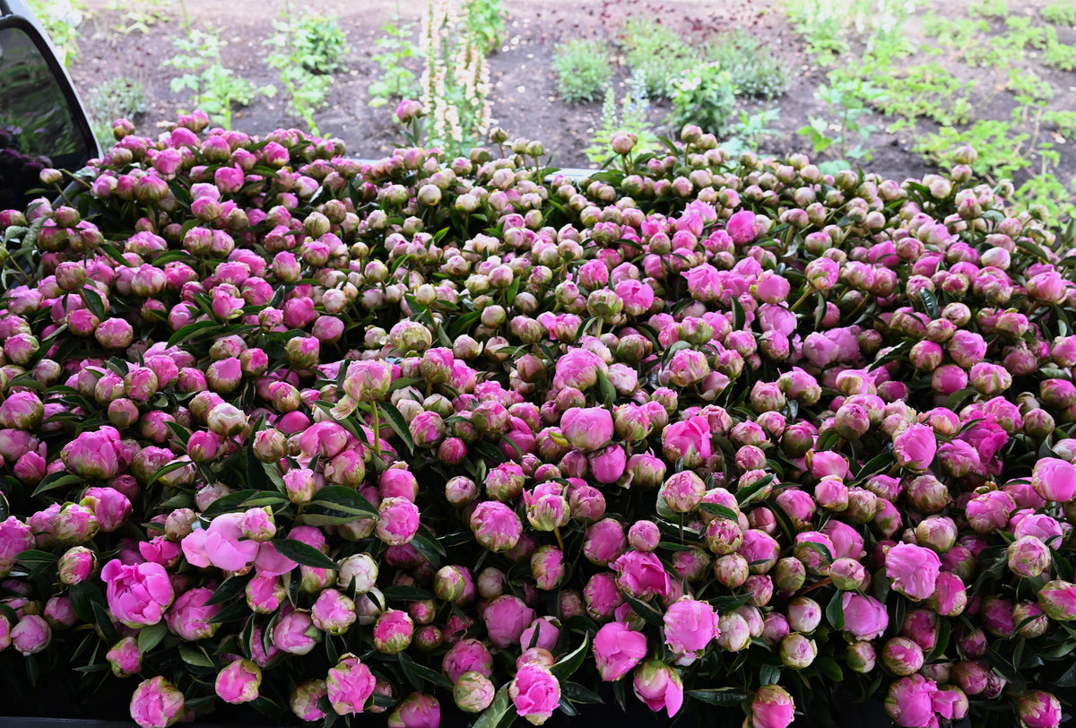 2,000 peonies for vancouver's grand floral parade float. J.Bacon Farms @ Fieldwork Flowers. 